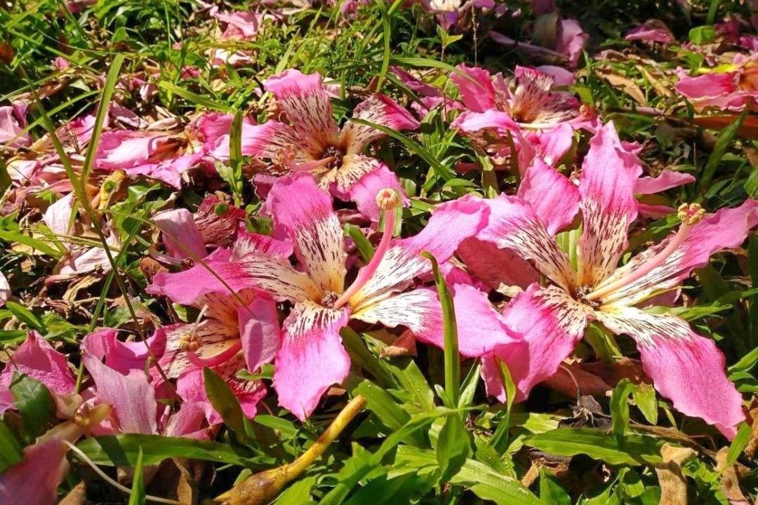 美人樹花朵隨著微風飄落，交織成粉色花毯。（圖／台北市政府工務局公園路燈工程管理處提供）