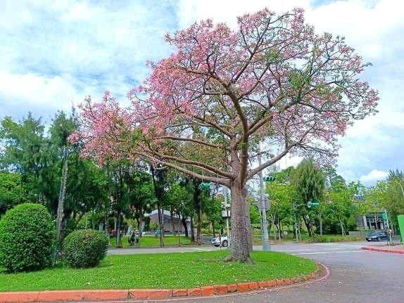 士林官邸迎賓的美人樹10月初開花盛況。（圖／台北市政府工務局公園路燈工程管理處提供）