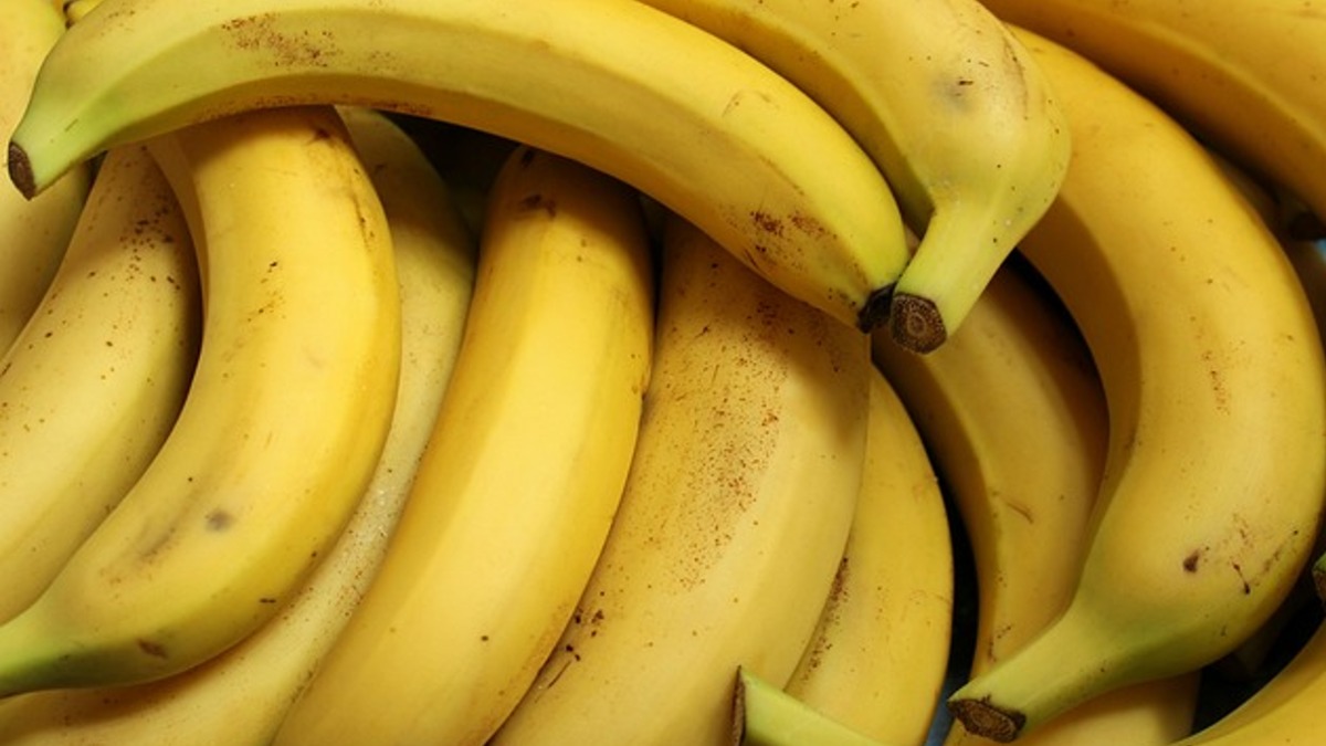 世界最長的香蕉，被稱作「牛角」蕉的香蕉，最長甚至能到50公分。（圖／東森新聞）