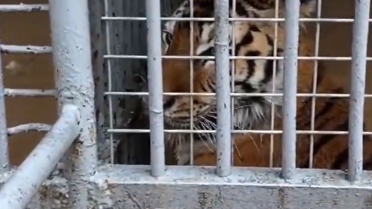 大陸陝西寶雞市一座動物園受到暴雨波及，老虎和黑熊都泡在水裡。（圖／翻攝自西北信息报微博）