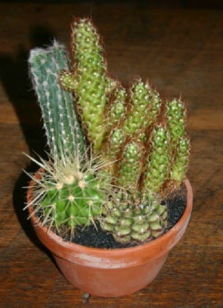 Cactus dish garden.