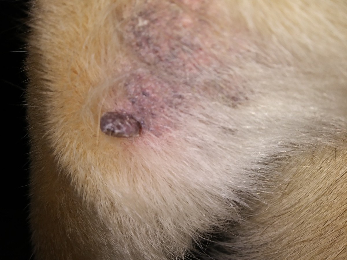 Lumps And Bumps On Dogs