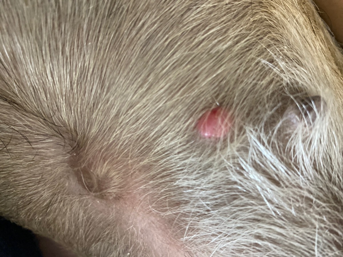 Knowing About The Types Of Lumps And Bumps On Dog - vrogue.co