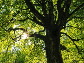 KVÍZ Spoznáte strom iba podľa listu? Nenechajte sa nachytať!