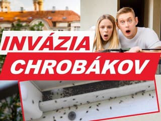 FOTO Nepríjemná invázia CHROBÁKOV! Obsadili balkóny, lezú do bytov: Malé potvory aj ŠTÍPU, ako sa ich zbaviť?