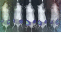 7 Reasons Why You Should Choose Spectral Instruments Imaging