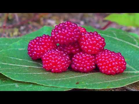 飲食之森－帶刺的甜美｜虎婆刺