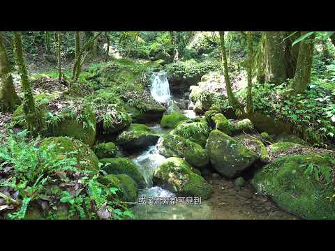 飲食之森－精緻可人｜山芹菜