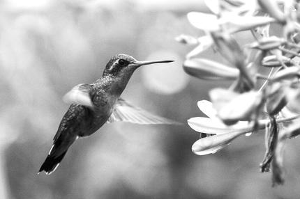 Wissenspodcast: Ein Kolibri an einer Blume in Uruguay