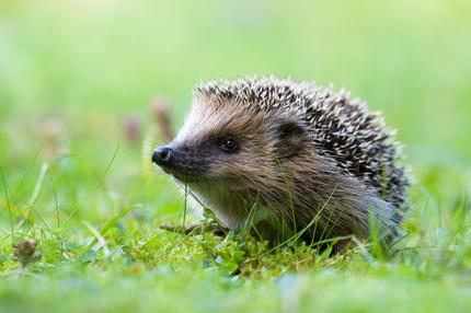 igel-maehroboter-rasenmaeher-garten-tierschutz-bild