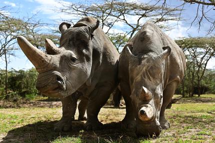 Nördliches Breitmaulnashorn: Najin und Tochter Fatu, die letzten beiden Nördlichen Breitmaulnashörner weltweit, leben  in der Schutzstation Ol-Pejeta in Kenia.