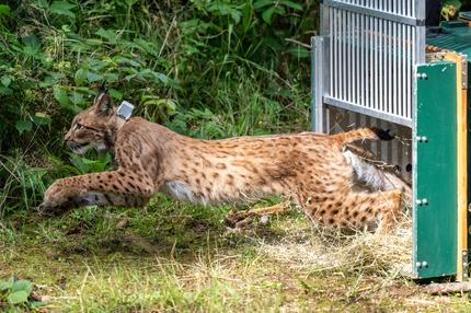 Luchse in Deutschland: Luchsmännchen Anton springt aus der Kiste. Das Zootier wurde im Thüringer Wald ausgewildert.