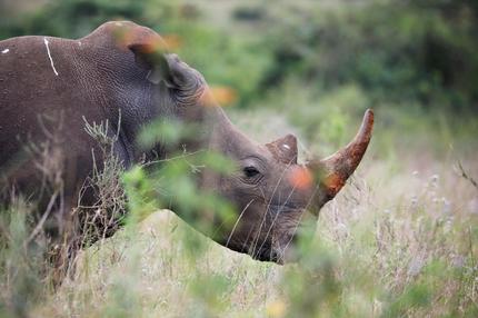 Nashornauktion in Südafrika: Ein Südliche Breitmausnashorn, fotografiert in einem Nationalpark