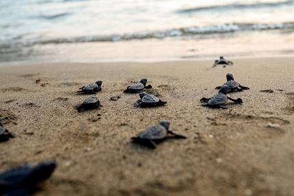 Meeresschildkröten: So sehen Meeresschildkröten der Art "Caretta caretta" aus, wenn sie nach dem Schlüpfen ins Meer laufen. Weil es von den Schlüpflingen auf Mallorca bisher keine guten Fotos gibt, hier ein Archivbild aus der Türkei.