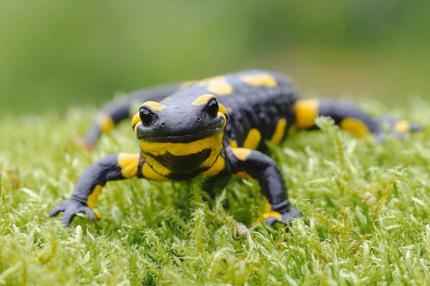 Artensterben: Der Feuersalamander ist in Gefahr. Ein Pilz, eingeschleppt von Menschen, tötet die Amphibien.