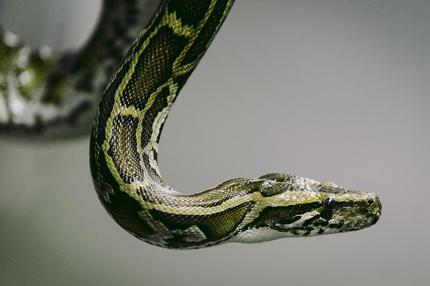 Invasive Arten: LONDON, ENGLAND - JANUARY 25:  A Burmese Python is held at Heathrow Airport's Animal Reception Centre on January 25, 2011 in London, England. Many animals pass through the centre's doors ranging from exotic animals such as snow leopards and elephants, snakes and crocodiles, to the more common such as cats and dogs. In 2010 alone the centre processed approximately 10,500 cats and dogs, 1,300 birds, 105,000 day old chicks, 246,000 reptiles, 230 horses and 29 million fish. Most animals are part of zoo transfer schemes, the pet trade, or are pets in transit.  (Photo by Dan Kitwood/Getty Images)