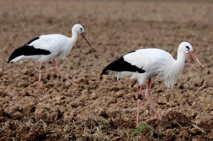 Zugvögel in Deutschland: Bitte nicht füttern! Weißstörche brauchen unsere Hilfe im Winter nicht. Bei Hunger ziehen sie weiter. Diese beiden suchen auf einem frisch gepflügtem Feld in Nordsachsen Nahrung.