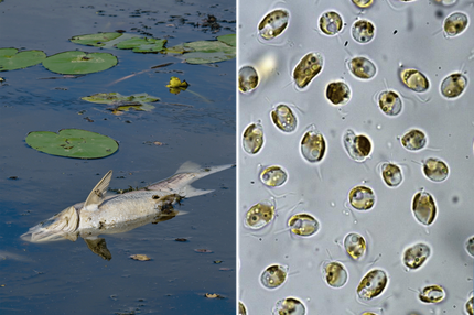 Fischsterben in der Oder: Zwei große tote Fische von etwa 50 Zentimetern Länge treiben an der Wasseroberfläche im Winterhafen einem Nebenarm des deutsch-polnischen Grenzflusses Oder. Über das vermehrte auftreten von toten Fischen im Fluss Oder hatte zuerst die Märkische Oderzeitung (MOZ) berichtet. Seit dem vergangenem Montag häufen sich die Sichtungen von verendeten Fischen im Grenzfluss rund um Frankfurt (Oder). Am Winterhafen treiben tote Arten wie Hecht und Zander sowie kleine Weißfische an der Wasseroberfläche. Auch sind Schnecken und Muscheln verendet. Im August 2022 fand schon einmal ein massenhaftes Fischsterben in der Oder statt. +++ dpa-Bildfunk +++

BILD rechts : Prymnesium_parvum-Kulturen_aus_der Oder_Katrin Preuss (3)