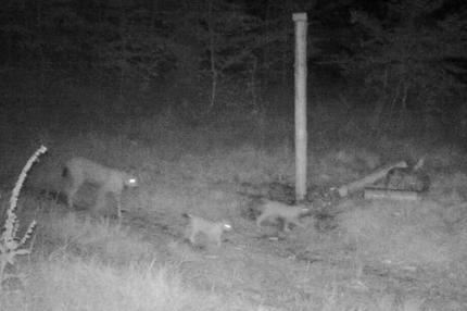 Thüringer Wald: Hätten Sie sie erkannt? Die Luchsmama mit zwei Jungen im Thüringer Wald.