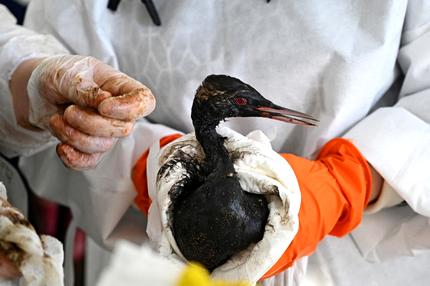 Ölkatastrophe: Volunteers clean a bird following an oil spill which was caused by an incident involving two tankers damaged in a storm in the Kerch Strait, in the village of Vityazevo near the Black Sea resort of Anapa, Russia December 20, 2024. REUTERS/Sergey Pivovarov     TPX IMAGES OF THE DAY