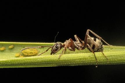 Schwarze Wegameise Lasius niger