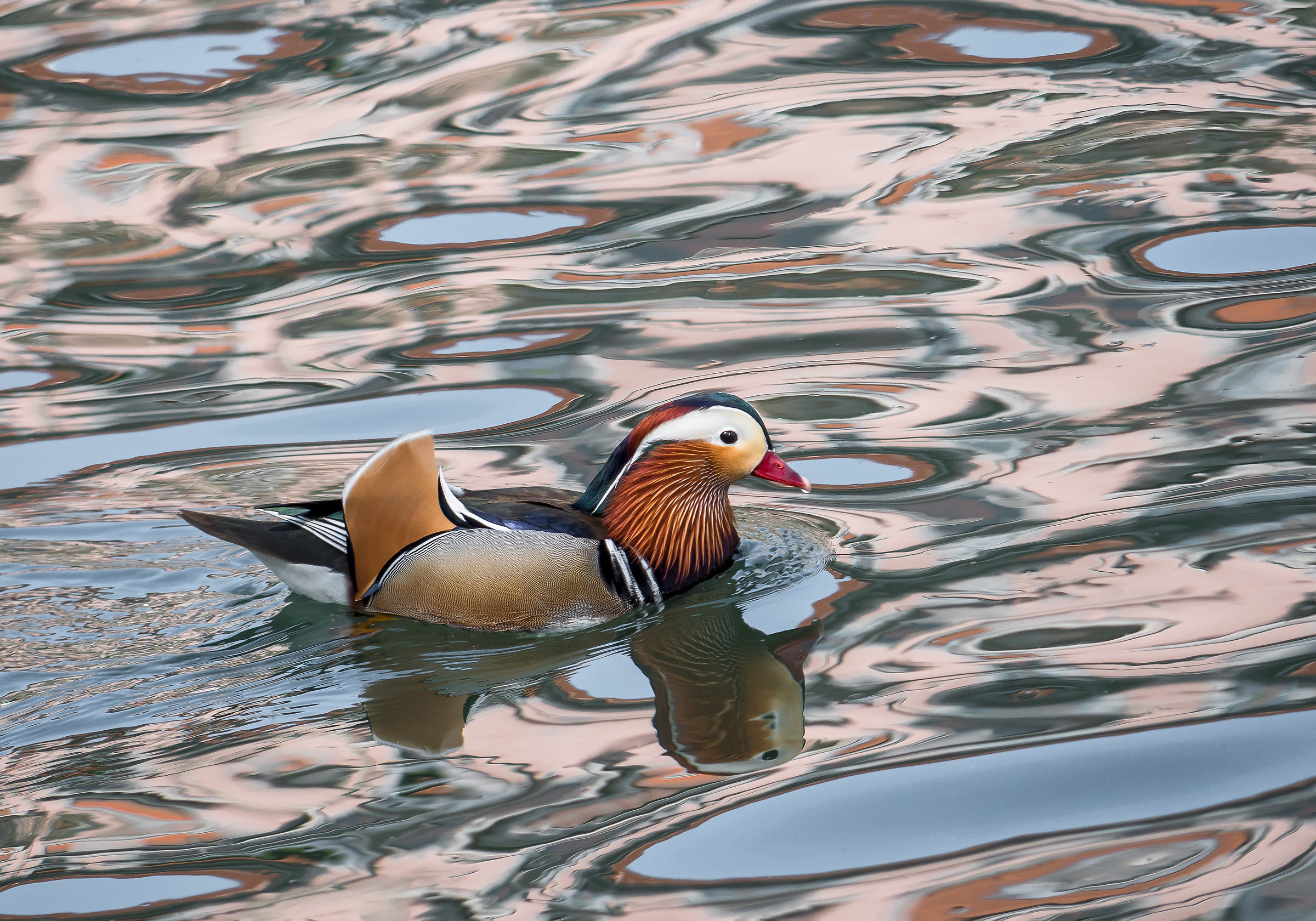 mandarin duck bathed in liquid steel............