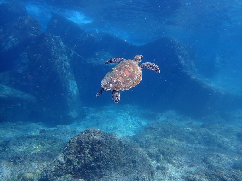 屏東離島小琉球生態豐富，因當地海域海龜族群數量不少，有「海龜島」美名，據海保署統計小琉球沿岸海龜數量，2023年沿岸年平均海龜數量為637隻次，拍攝單次海龜數量最高為11月的981隻次。（海保署提供）中央社記者李卉婷傳真  113年7月5日