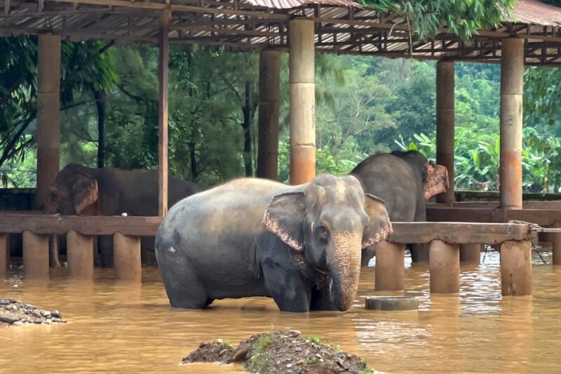 泰國熱門旅遊勝地清邁連日降雨導致洪災。圖為大象保護區4日受淹水侵襲。（路透社）