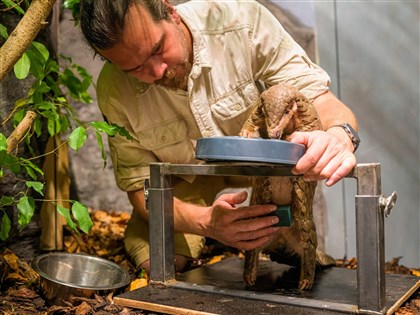 布拉格動物園台灣穿山甲懷孕 歐洲首見