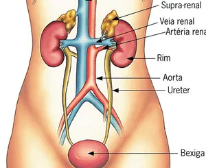 ¿Qué es el sistema urinario y sus funciones en el cuerpo humano?