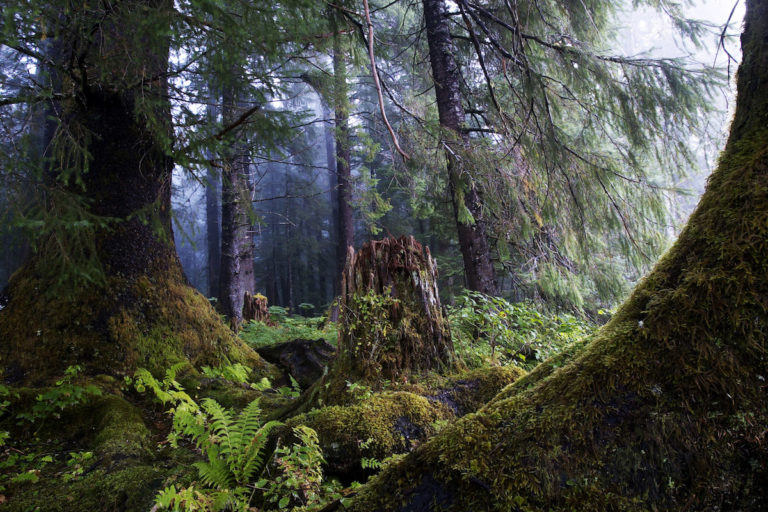 Trees on the shore of Salmon Lake south of Sitka. Image courtesy of Dang Ngo / Greenpeace.