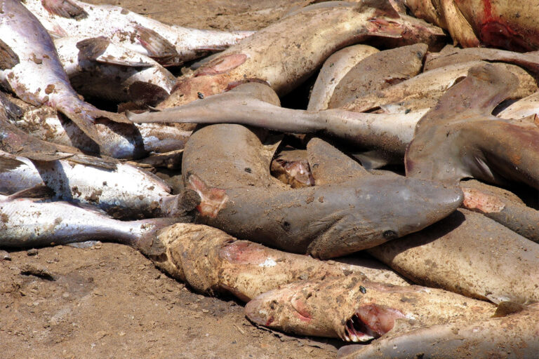 Sharks cast aside after being finned.