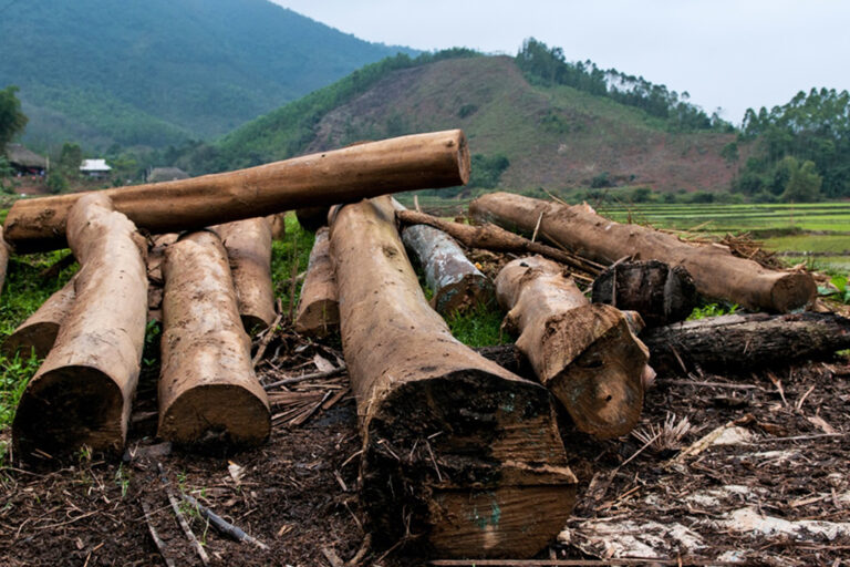 Deforestation in Vinh Kien, northern Vietnam.