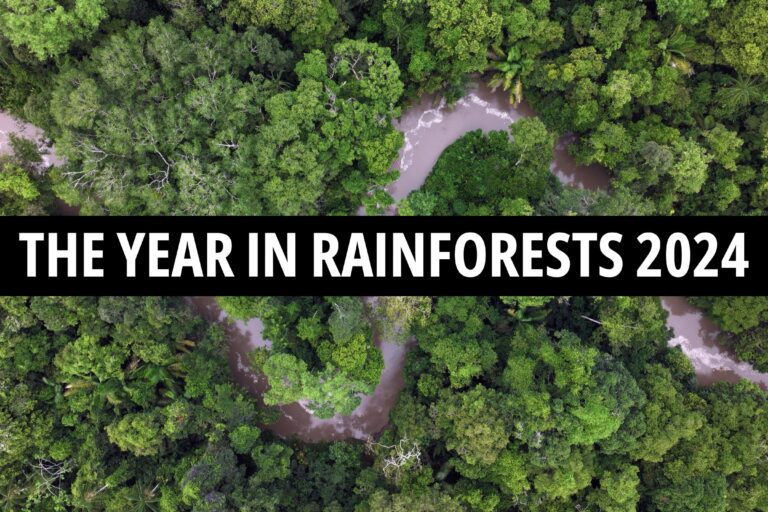 YEAR IN RAINFORESTS BANNER