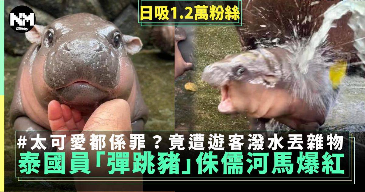 泰國動物園新成員「彈跳豬」侏儒河馬寶寶成網紅 古靈精怪極可愛