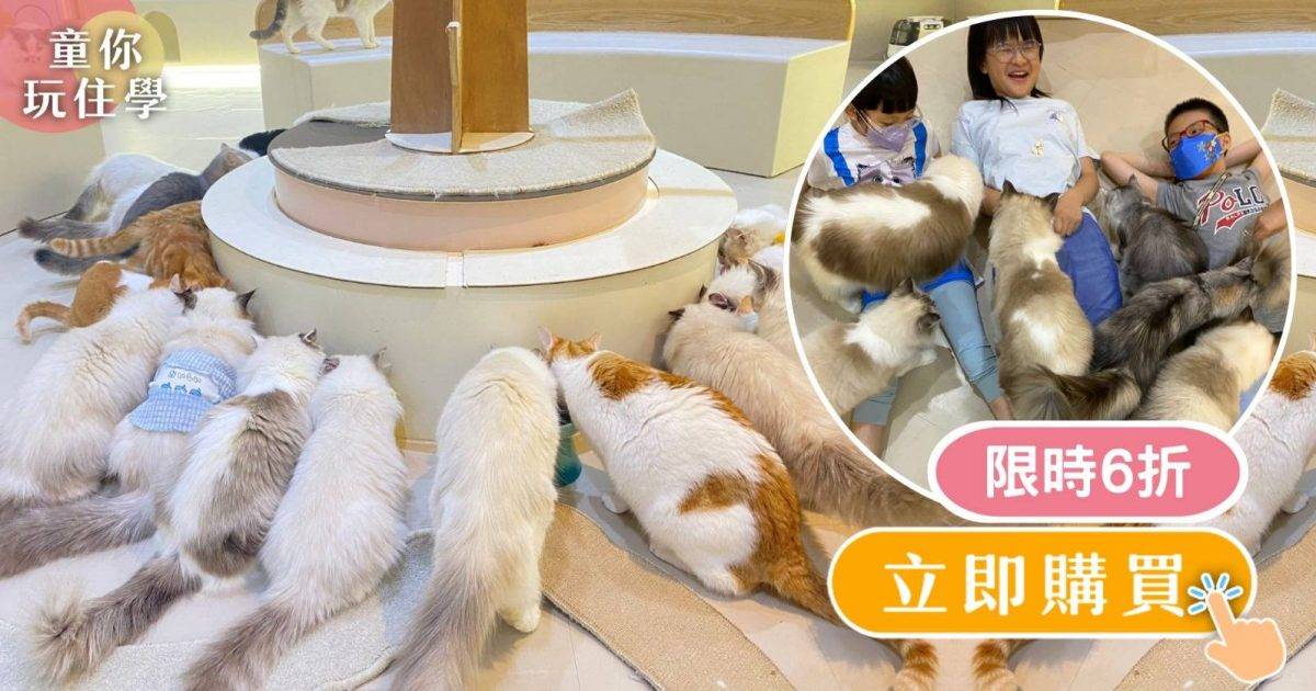 【動物穴】貓Cafe小店長體驗| 觀塘日系貓Cafe親子體驗 培養孩子愛心+責任心