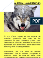 El Lobo, Un Animal Majestuoso