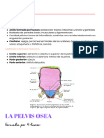 La Pelvis AO