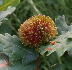 Hedgehog Gall Wasp - Photo (c) Valentina, some rights reserved (CC BY-NC), uploaded by Valentina