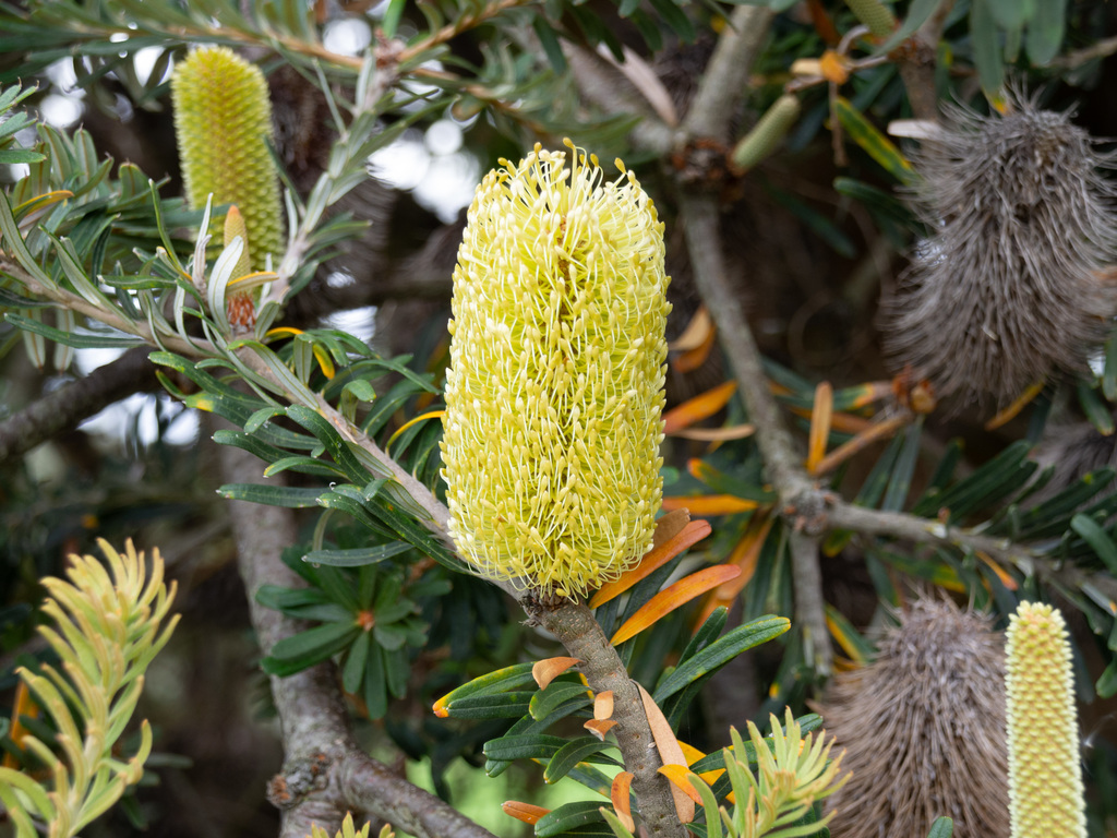 Silver Banksia - Photo (c) Terra Occ, some rights reserved (CC BY-NC-ND), uploaded by Terra Occ