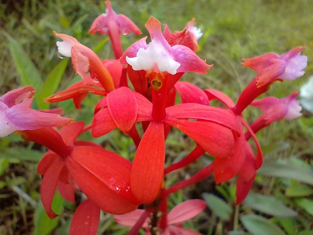 Epidendrum imperator - Photo (c) Felix Uribe, some rights reserved (CC BY-NC), uploaded by Felix Uribe