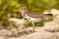 Spotted Sandpiper - Photo (c) Jason Headley, some rights reserved (CC BY-NC), uploaded by Jason Headley