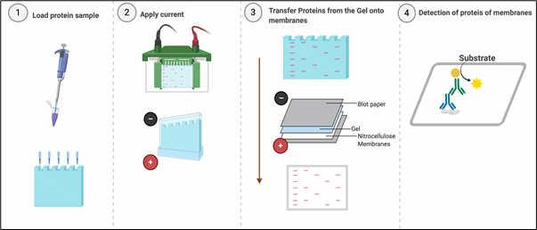 🎉 western blot funktionsweise, western blot anleitung – Domykinsdy