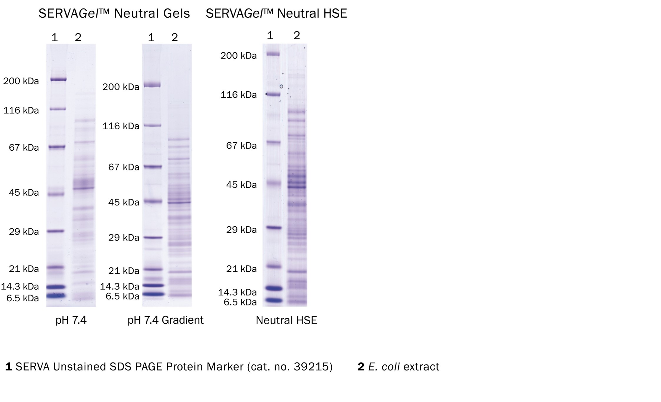 Western blot test for herpes - guidesgast