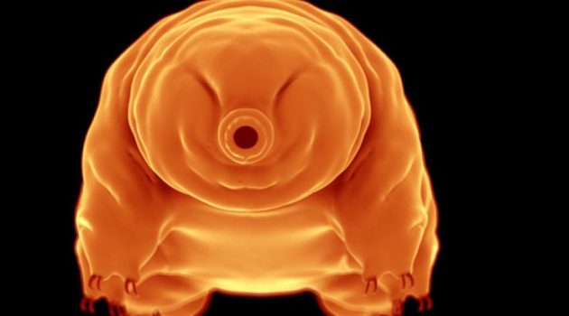 The world's most indestructible species, the tardigrade, an eight-legged micro-animal, also known as the water bear, will survive until the Sun dies, according to a new Harvard-Smithsonian Center for Astrophysics  and Oxford University collaboration.