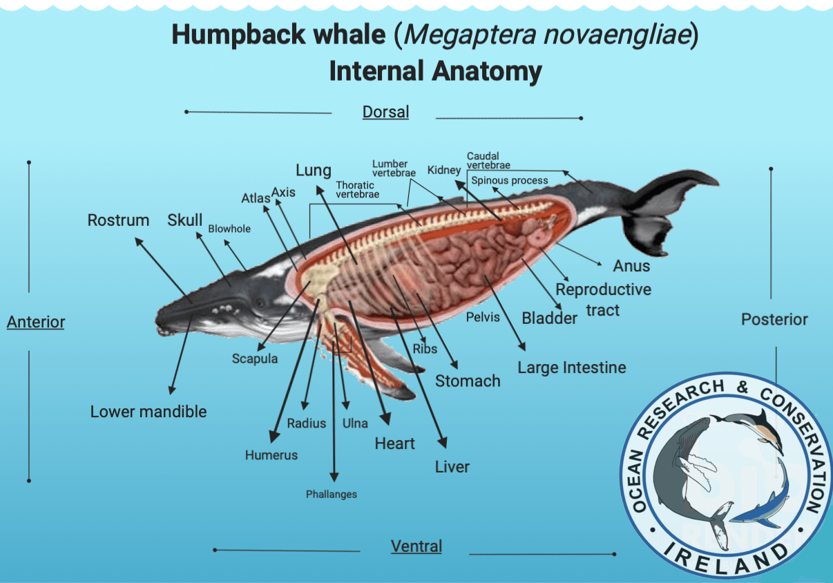 Inside The Stomach Of A Whale