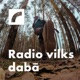 Radio vilks dabā