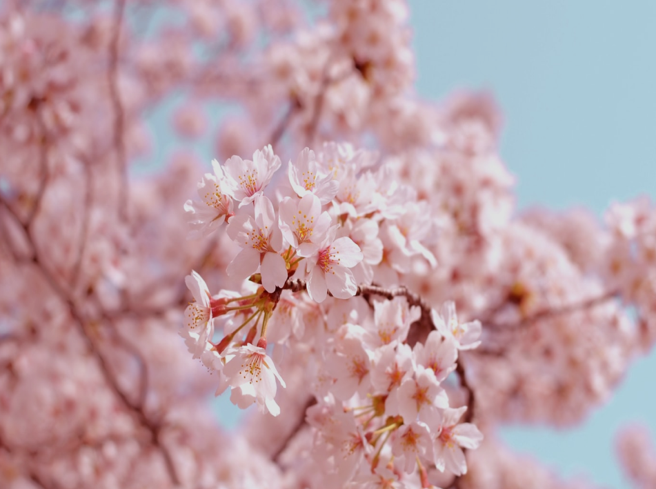 Cherry blossoms