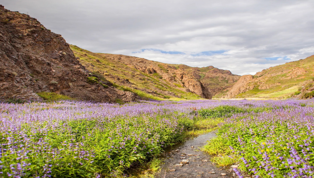 pretty purple flowers scenery