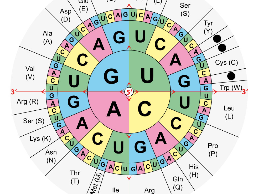 Amino Acid Codon Chart Circle